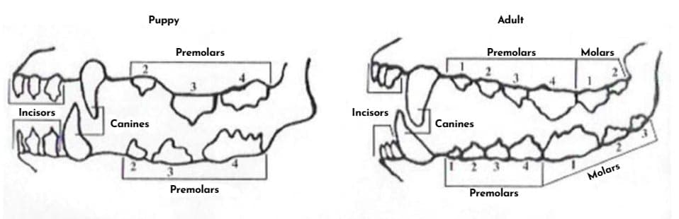 The Importance of Examining the Rottweiler’s Bite & Dentition