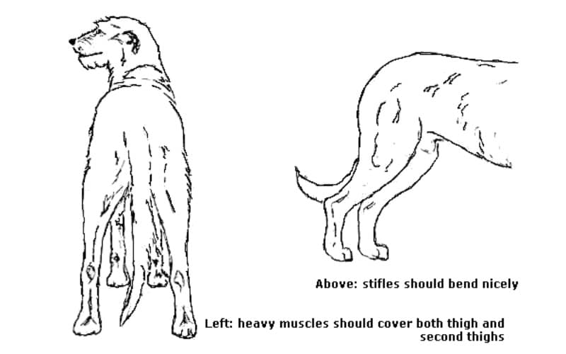 Left: Heavy muscles should cover both thigh and second thighs. - Right: Stifles should bend nicely.