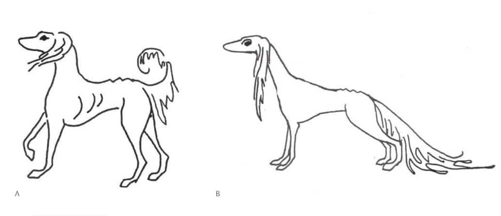 2 side-by-side illustration of a Saluki
