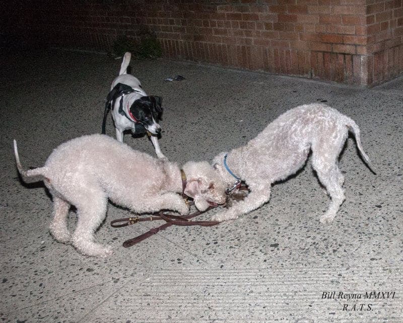 ‘Marcus’ and his hunting partner ‘O’Toole’ (also a Bedlington) work together to dispatch a Norwegian rat. ‘Paco,’ a Fiest cross, referees. (W. Reyna pohoto)