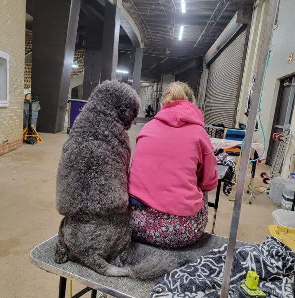 Professional Handler at a dog show