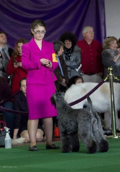 Professional Handler Angela Chase at a dog show