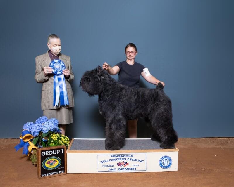Professional Handler Angela Chase at a dog show