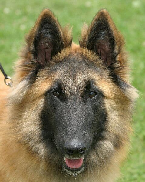 Front photo of a Belgian Tervuren head