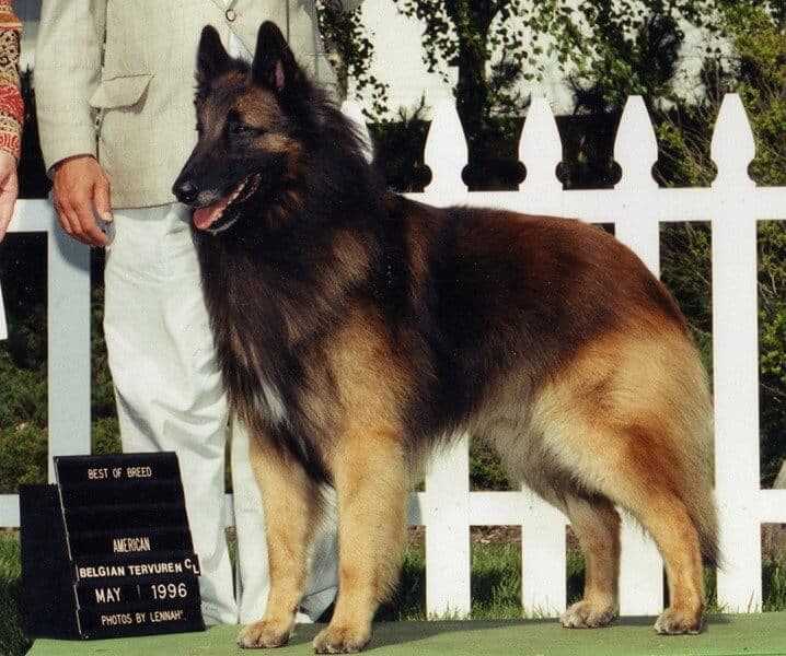 Belgian Tervuren at a dog show