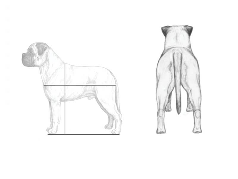Bullmastiff proportions