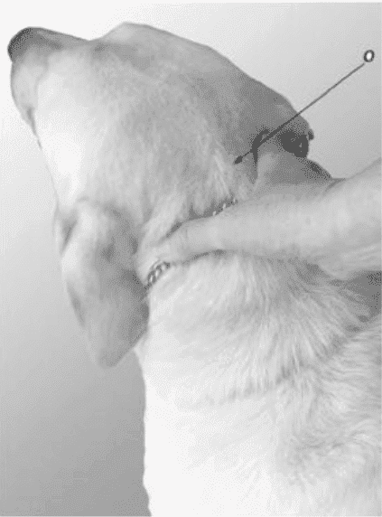 Hands on Exam of a dog - Figure 1. Place hand on neck underneath the occiput of the skull.