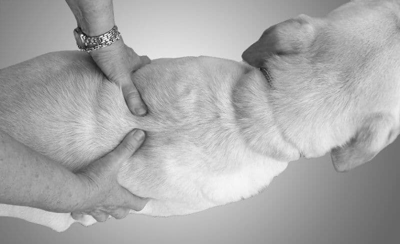 Figure 1: Checking Rib Spring From Above - Physical exam of a dog