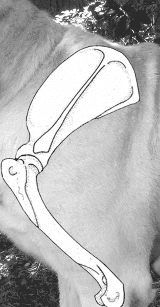 Figure 8. Articulation of Shoulder Blade (Scapula) to Upper Arm (Humerus)