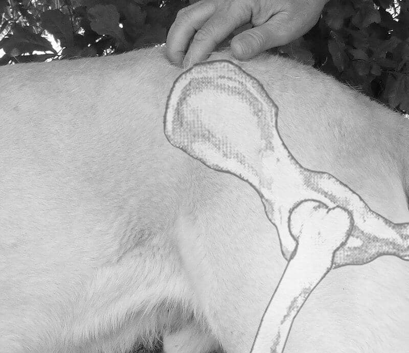 Figure 10: Skeletal Overlay of the Hip Bone