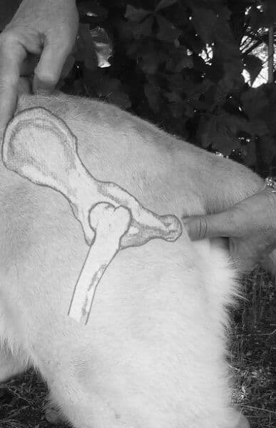 Figure 12: Skeletal Overlay Showing the Pin Bone