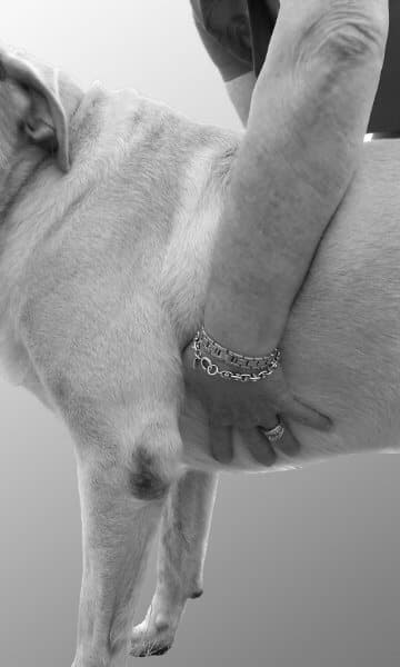 Figure 4 - Physical exam of a dog