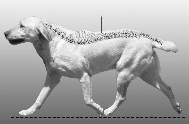Figure 5: Spinal Column at the Trot