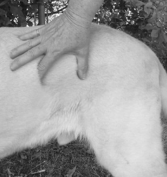 Figure 8: The Length of Loin