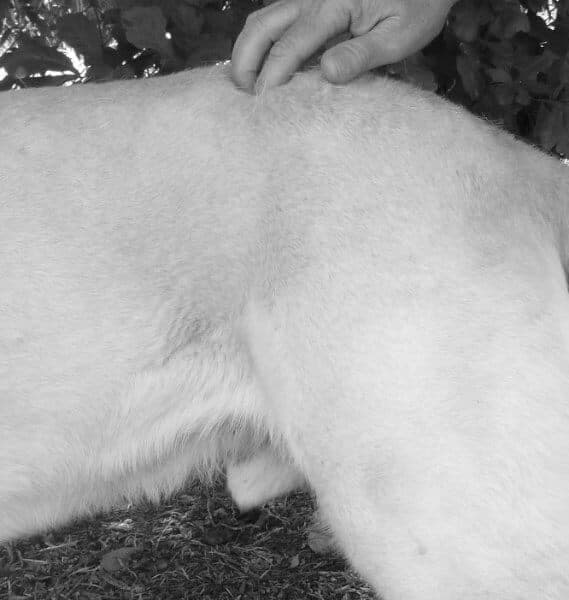 Figure 9: Finding the Top of the Pelvis