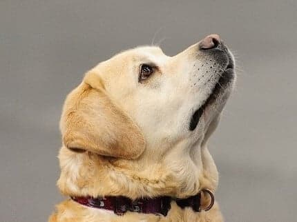 training a dog