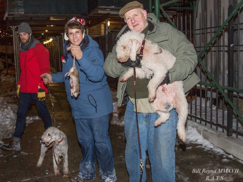 ‘Marcus’ proudly led off the benefit hunt for Take the Lead just prior to Westminster Kennel Club in 2017. The team included another Bedlington, ‘Marbles,’ who came from California and showed the Easterners how it is done.