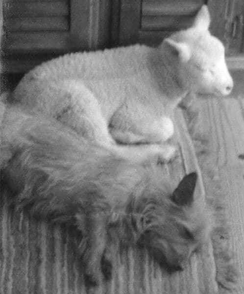 Aussie and a sheep