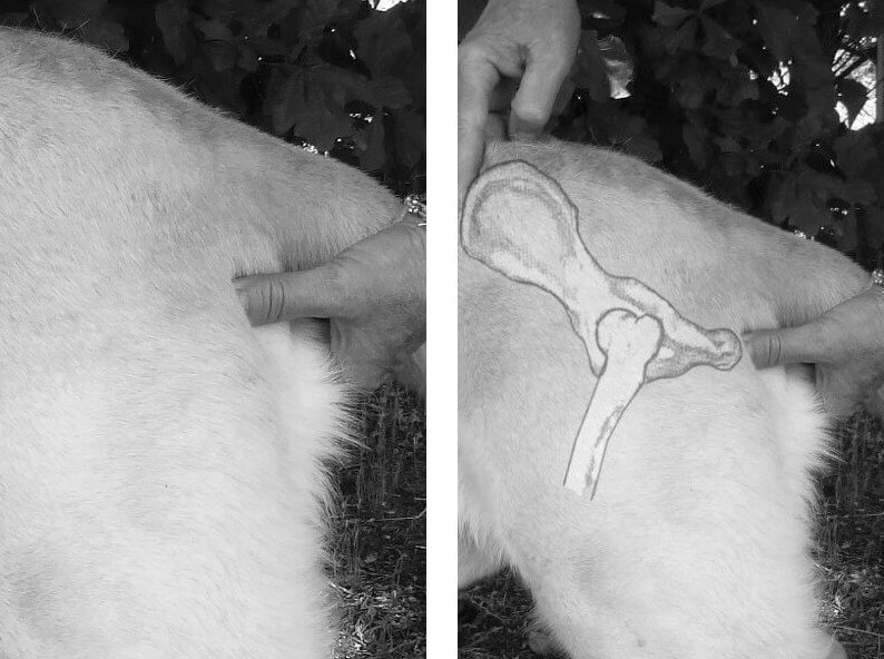 physical exam of a dog