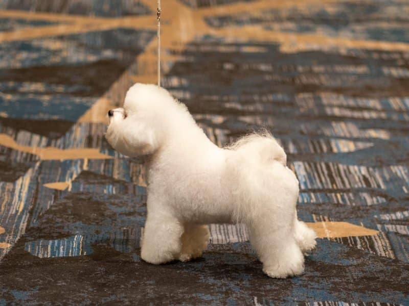 Bichon Frise standing on a carpet