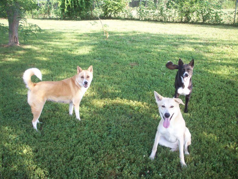 3 Caanan Dog of different color outside on the grass