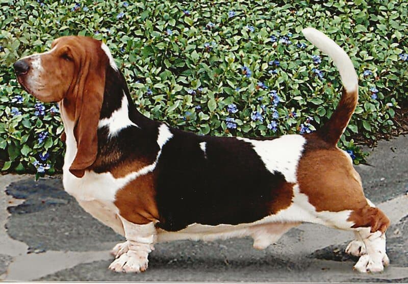 CH Topsfield Bumper Cars, top Group-winning dog in breed history.