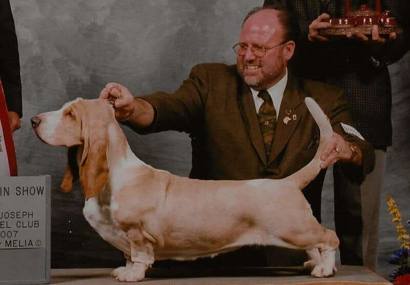 CH Topsfield Vision Silver Noodles, top-winning bitch in breed history.