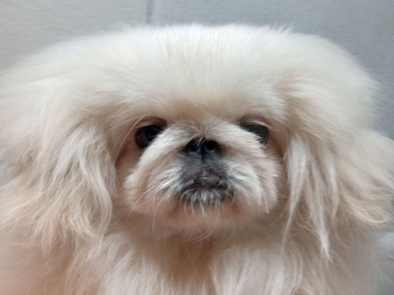 Head photo of a Hyacinth Pekingese