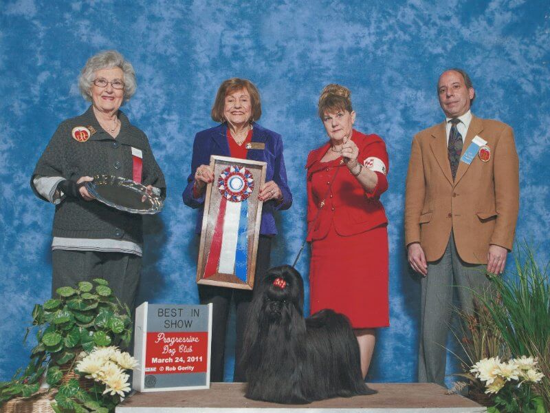 Sarah Lawrence, Breeder of Chatterbox Toys Shih Tzu