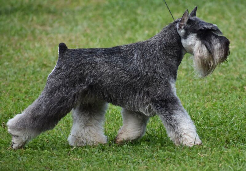 Side photo of a Miniature Schnauzer walking on grass