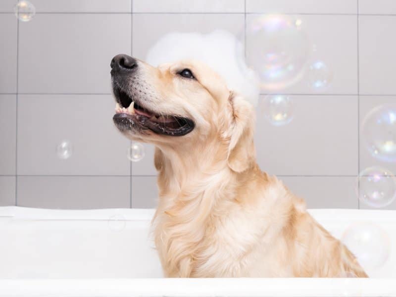 The dog is sitting in a bubble bath with a yellow duckling and soap bubbles. Golden Retriever bathes with bath accessories.