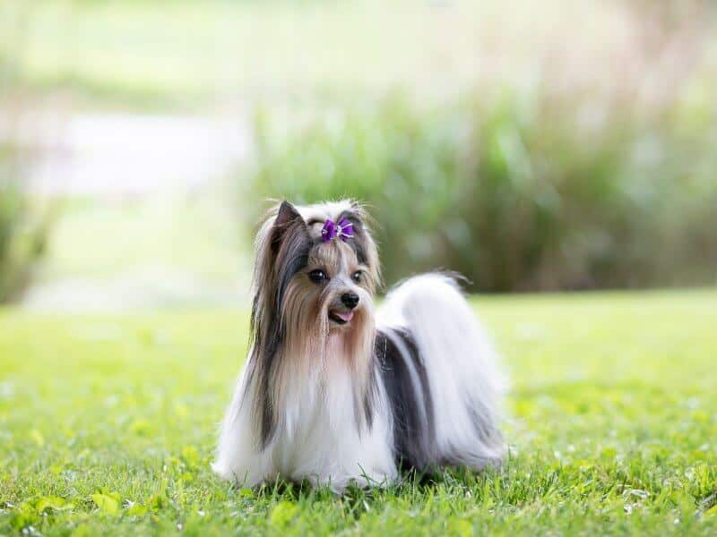 Biewer Terrier standing outside on the grass