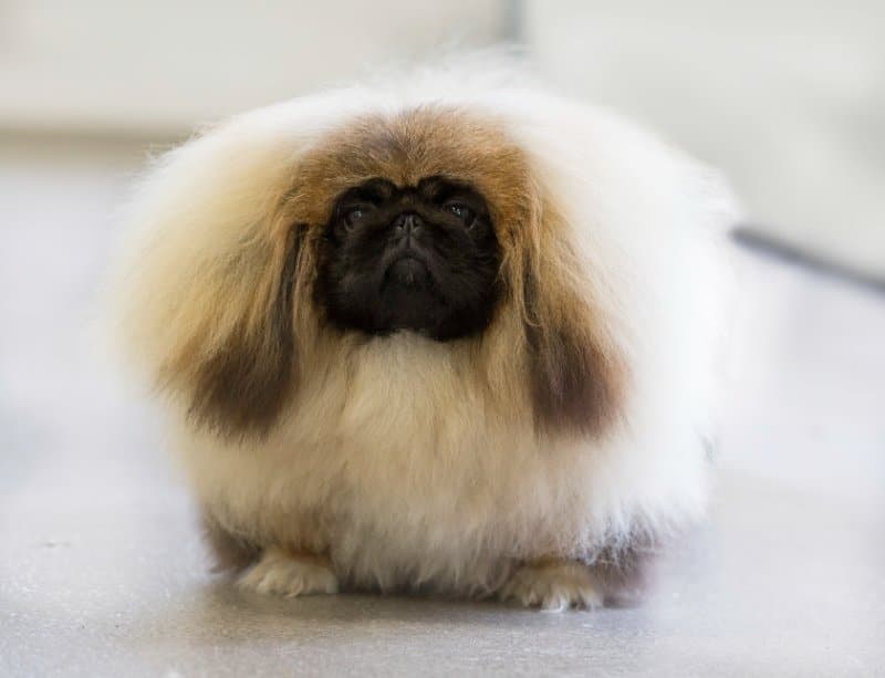 Pekingese