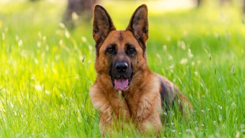 Adult German Shepherd Dog laying on grass.