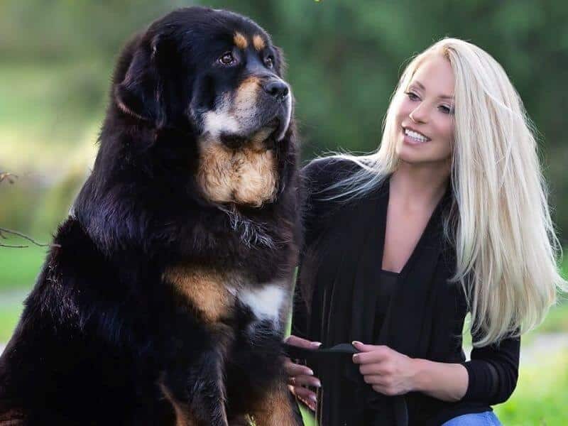 Crystal Cosgrove, Breeder of Adynasty Tibetan Mastiffs