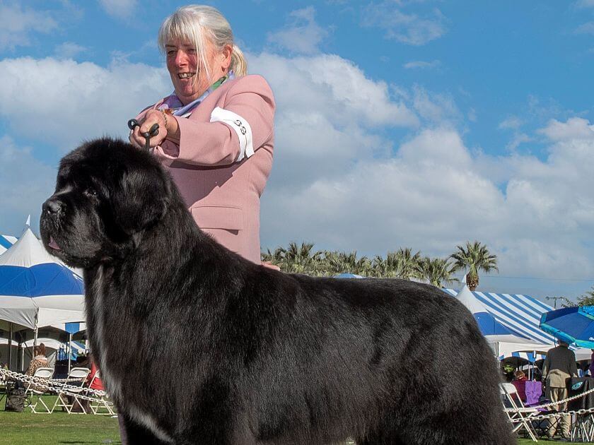 Ingrid Lyden, Breeder of Nakiska Newfoundlands