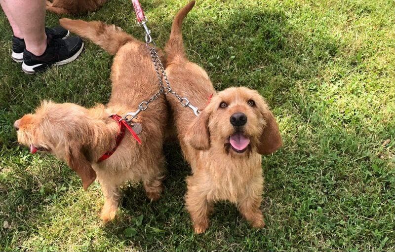Two Fauves on a leash in the grass.