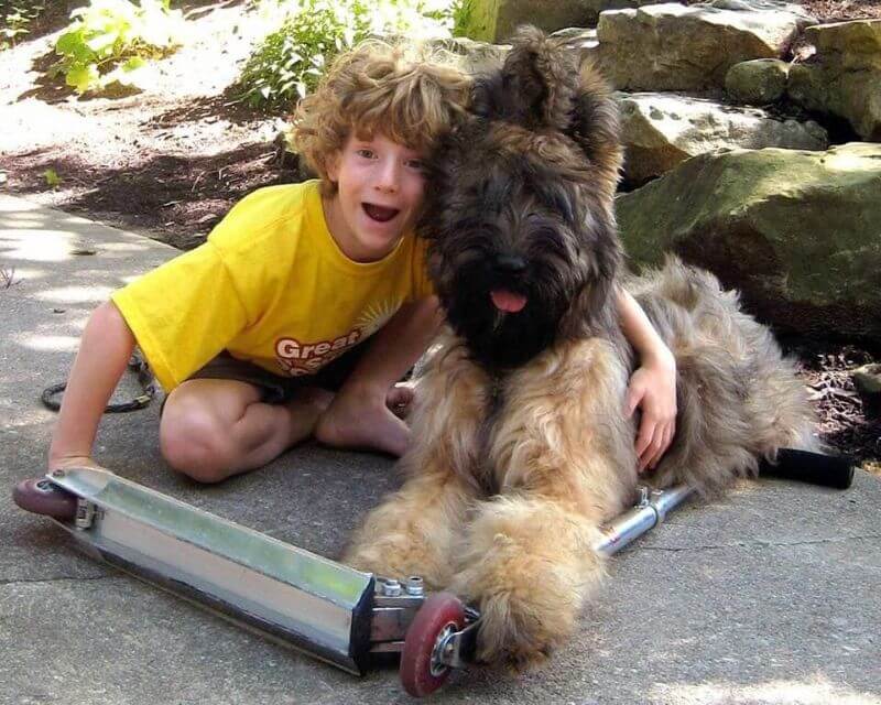 Briard socialising with a child.