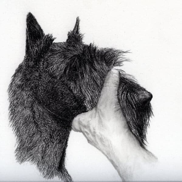 Physical characteristics of a Scottish terrier