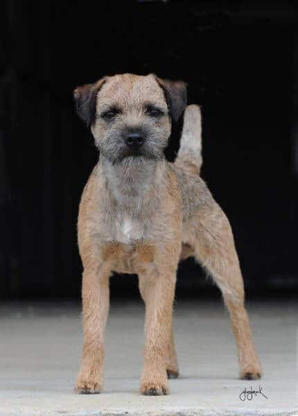 Border Terrier posing.
