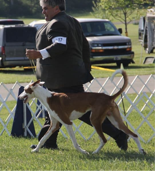 A man presenting an Ibizan Hound at a dog show.