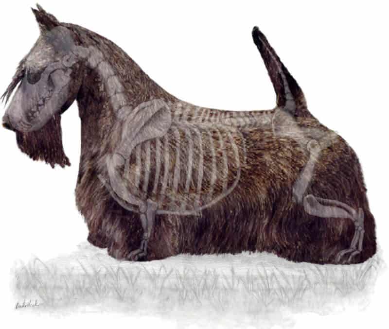 Scottish terrier physical characteristics.