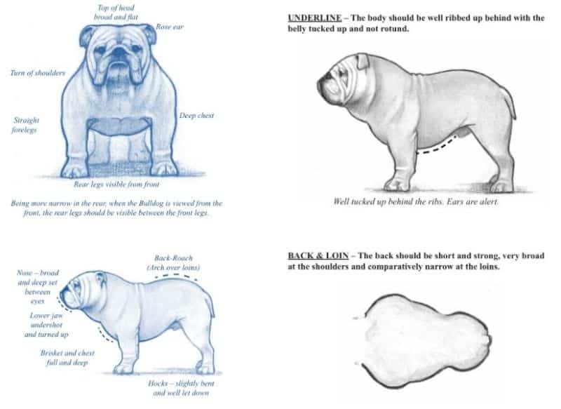 Illustrationts from the Bulldog breed standard showccasing its Silouetthe