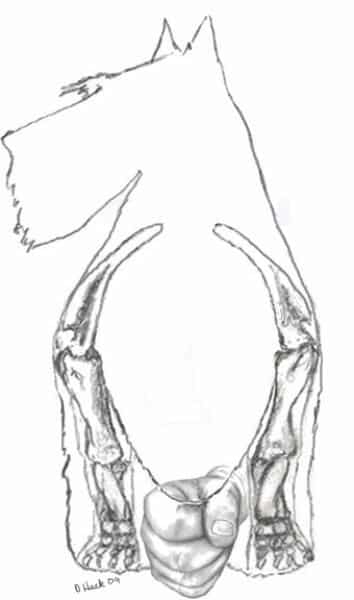 Physical characteristics of a Scottish terrier