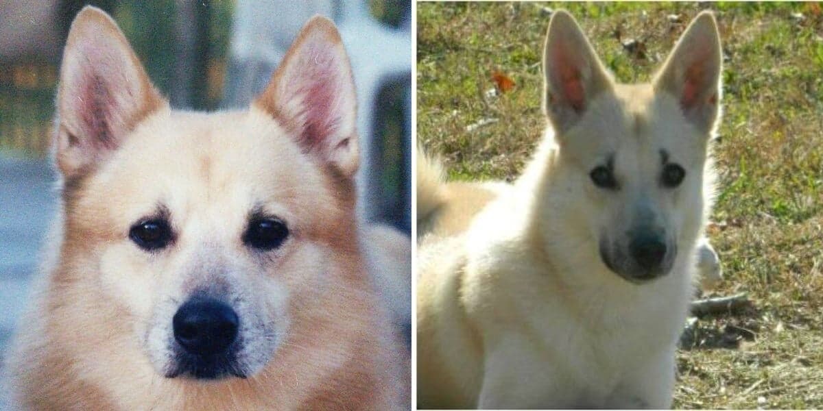 Norwegian Buhunds