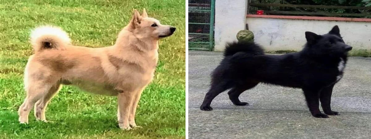 Norwegian Buhunds standing on grass.