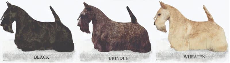 Scottish terrier coat colors.