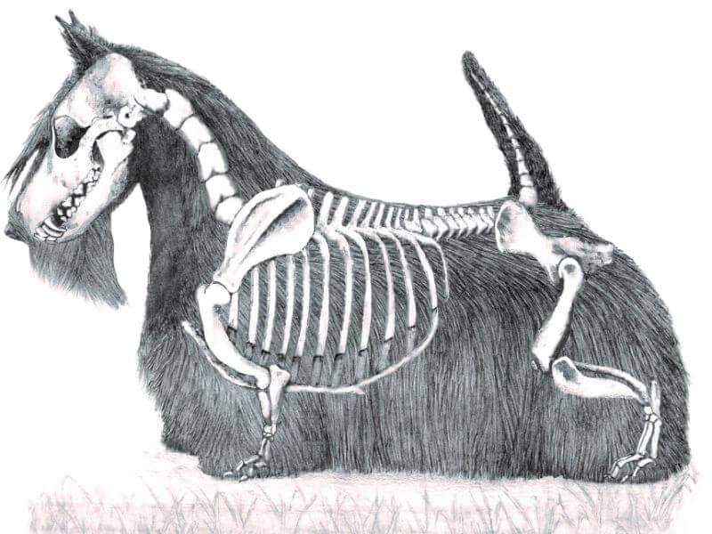 Scottish terrier physical characteristics.