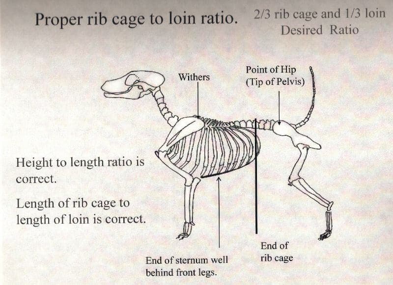 Proper rib cage to loin ration.