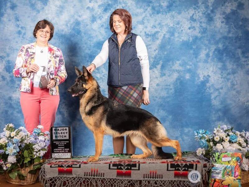 Heather Robertson Miller, breeder of Windmill German Shepherds.